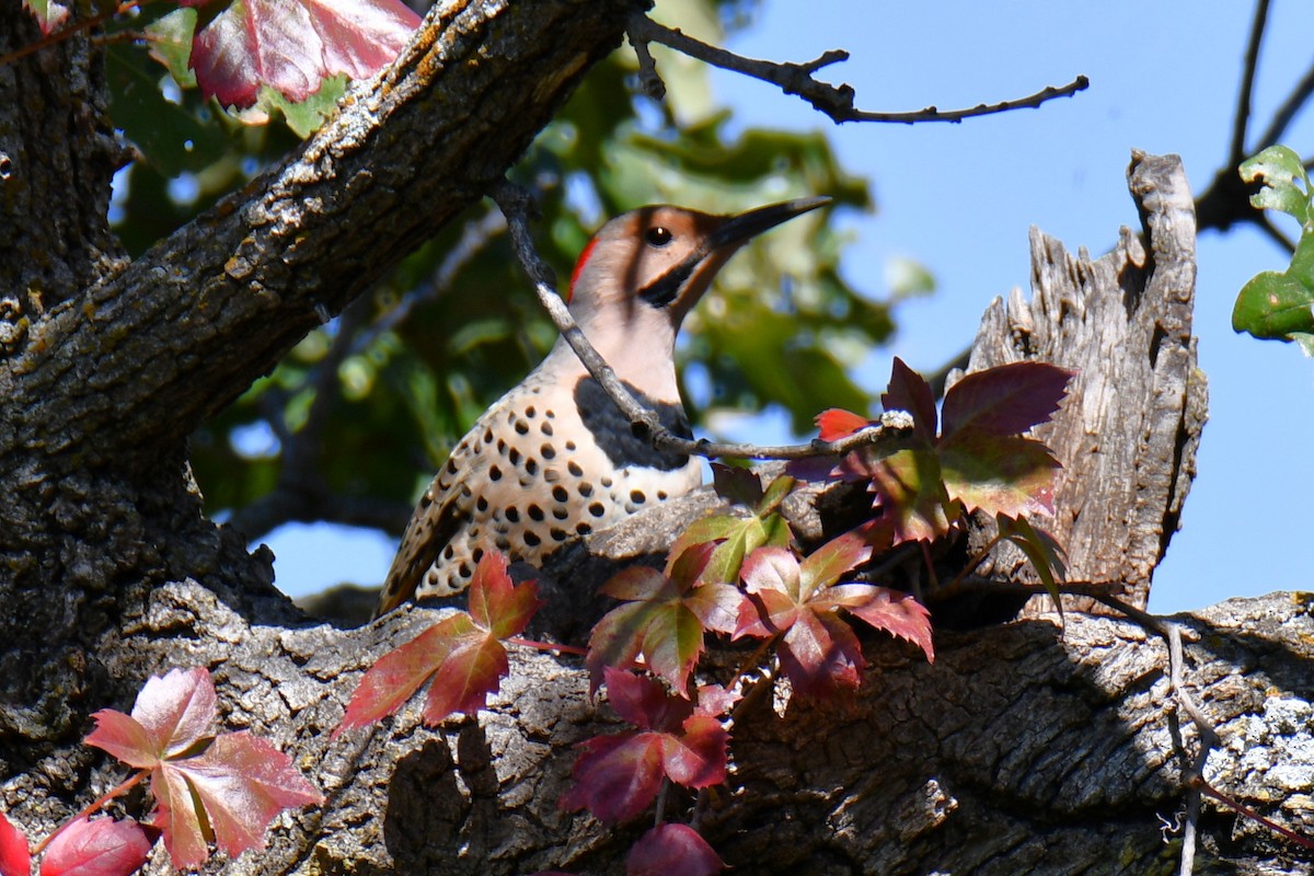 Northern Flicker - ML643440528