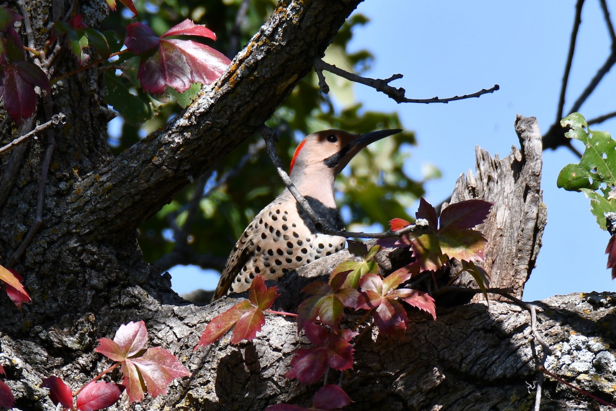 Northern Flicker - ML643440531