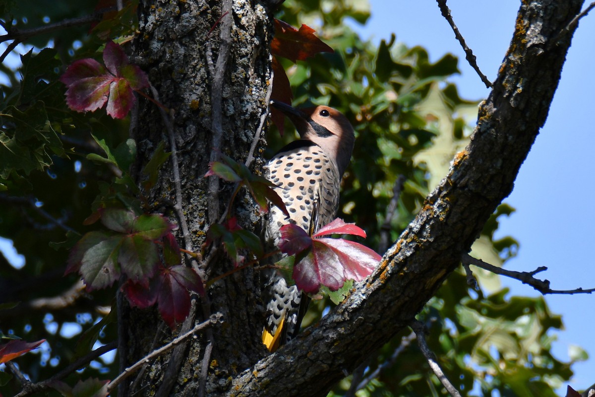 Northern Flicker - ML643440532