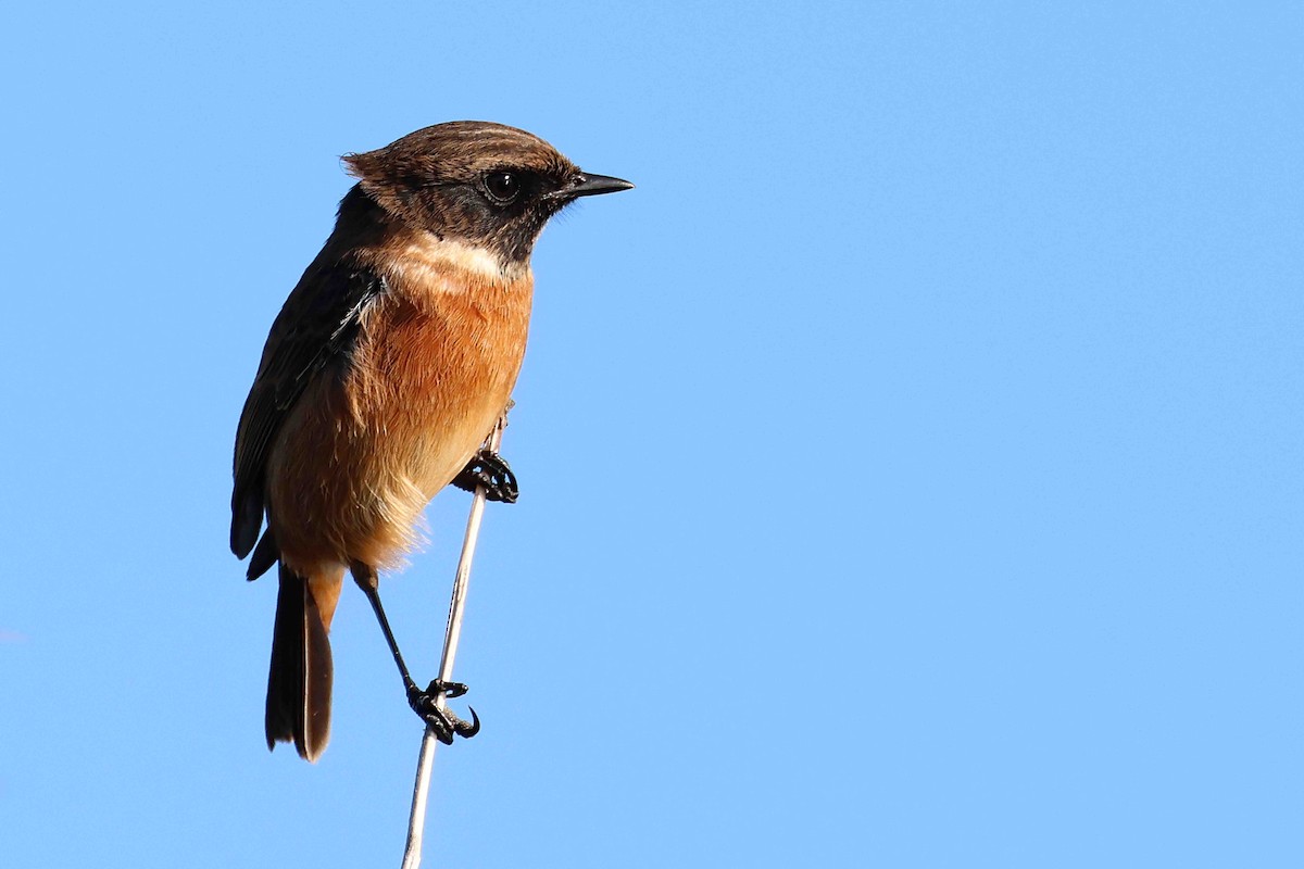 European Stonechat - ML643440537