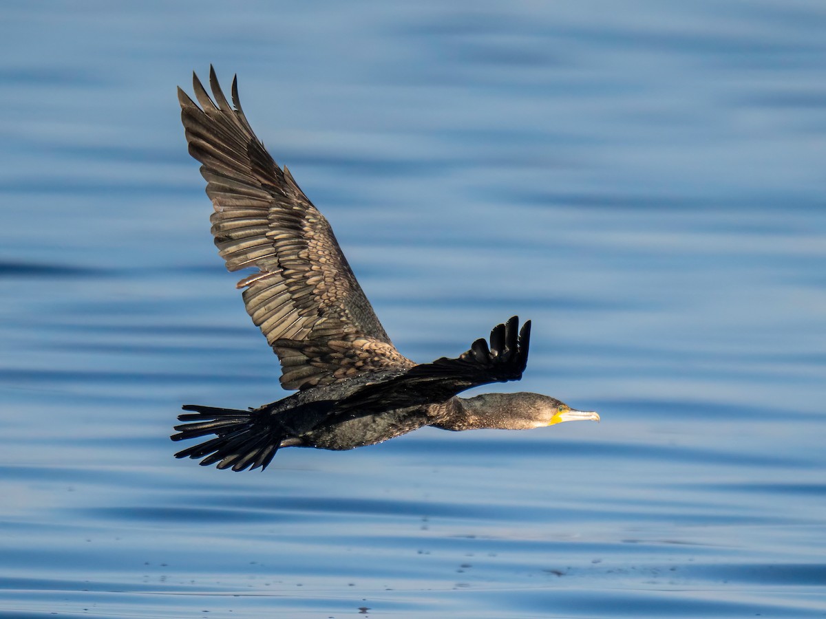 Great Cormorant - ML643440539