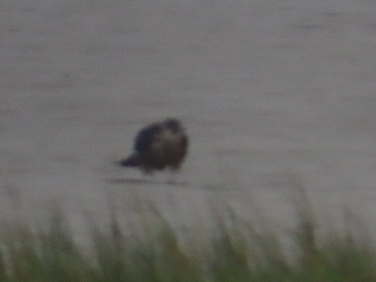 Peregrine Falcon - ML643440542