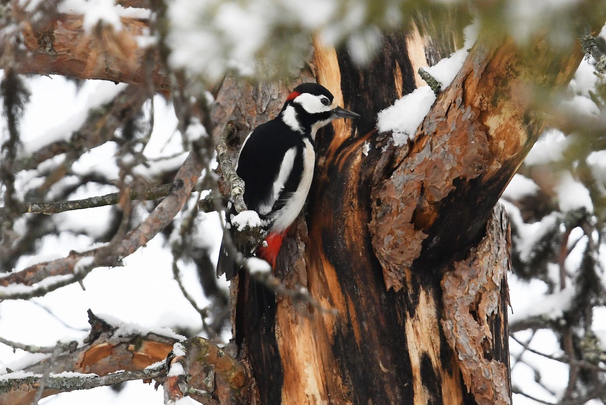 Great Spotted Woodpecker - ML643440553