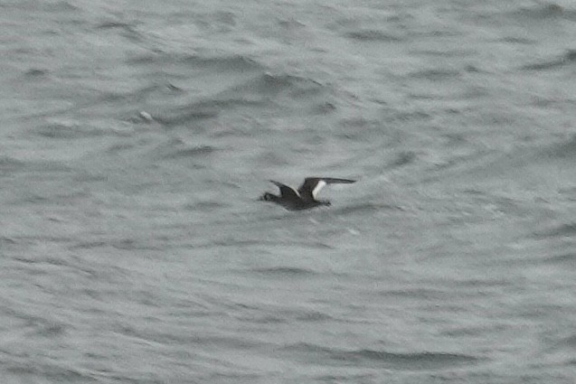 White-winged Scoter - ML643440556