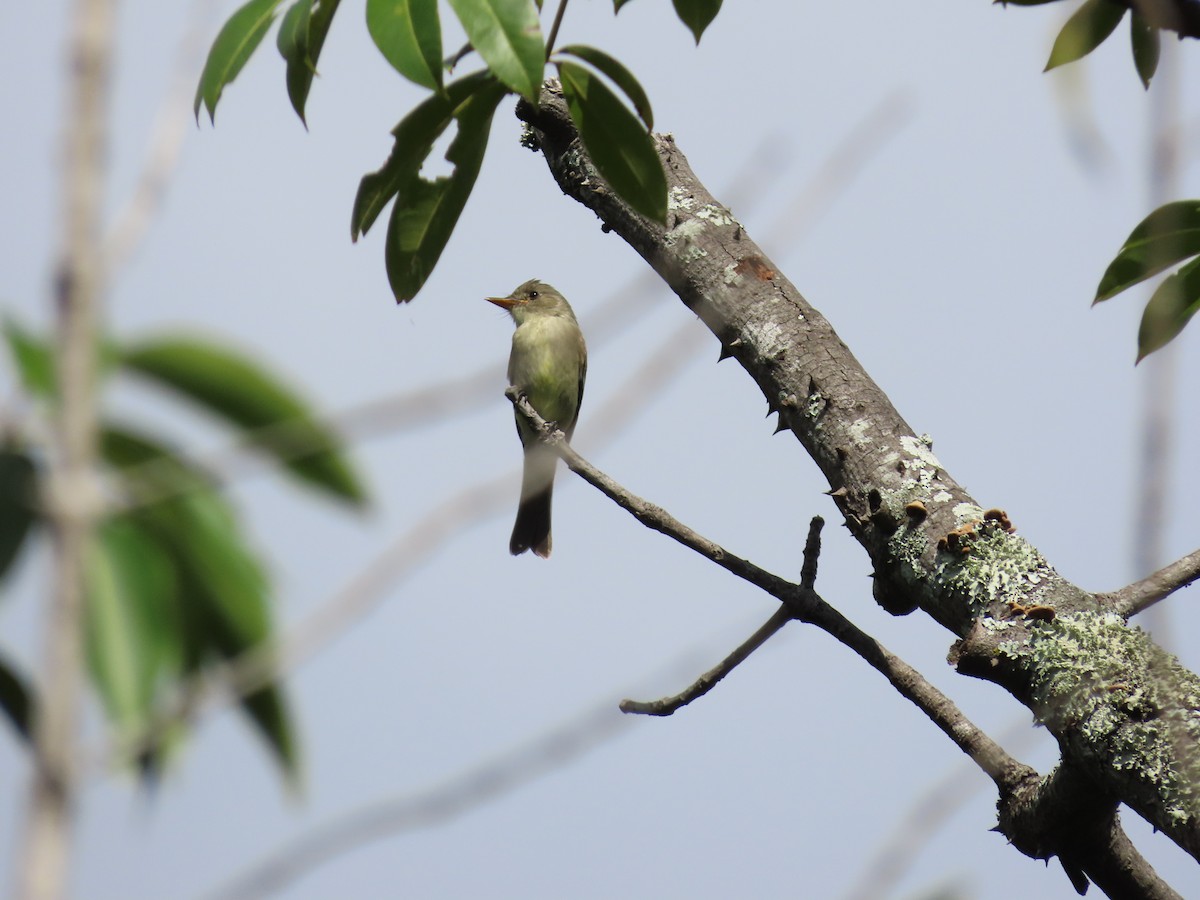 Northern Tropical Pewee - ML643440557