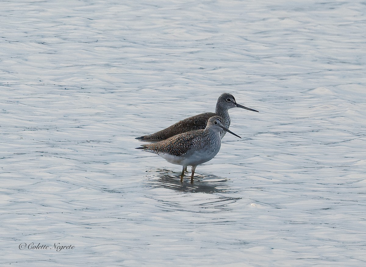 Greater Yellowlegs - ML643440559