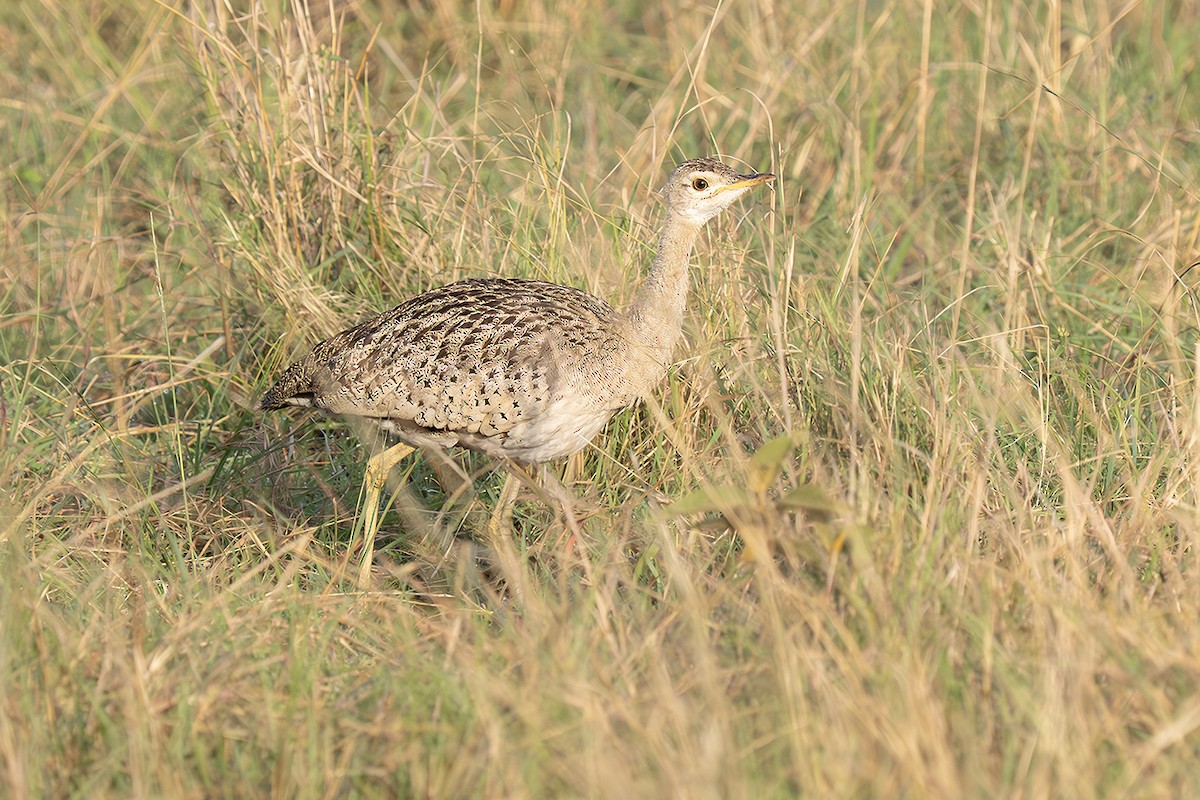 Kara Karınlı Toy - ML643440560