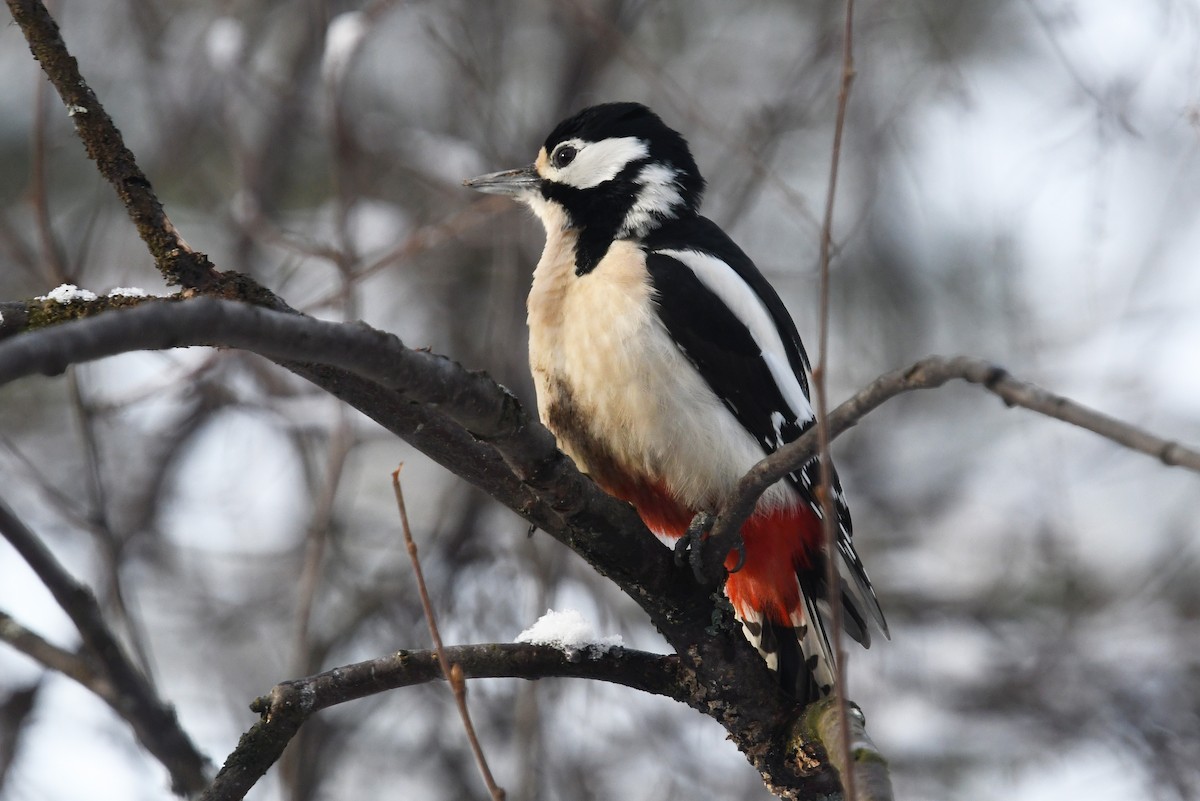 Great Spotted Woodpecker - ML643440561