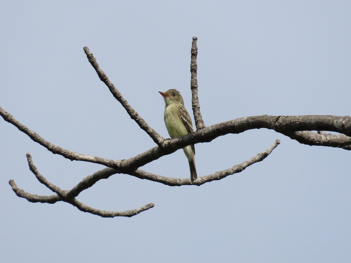 Northern Tropical Pewee - ML643440563