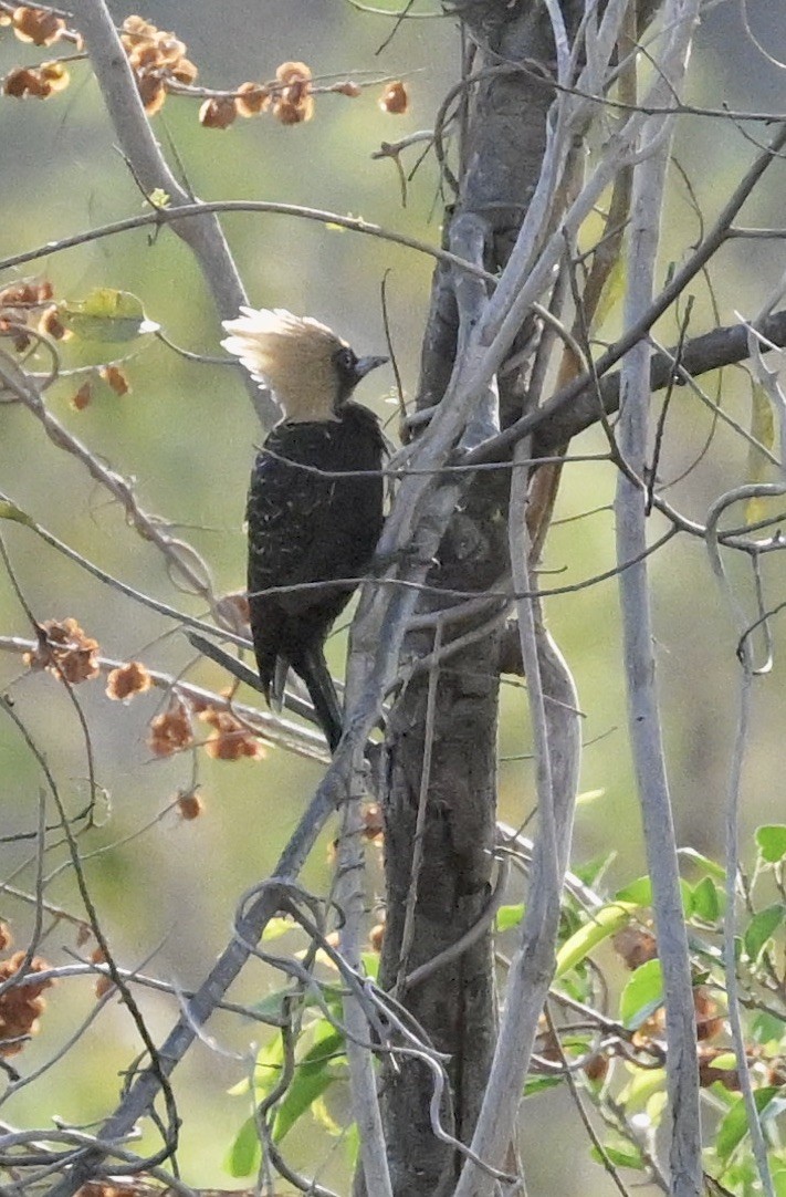 Pale-crested Woodpecker - ML643440566
