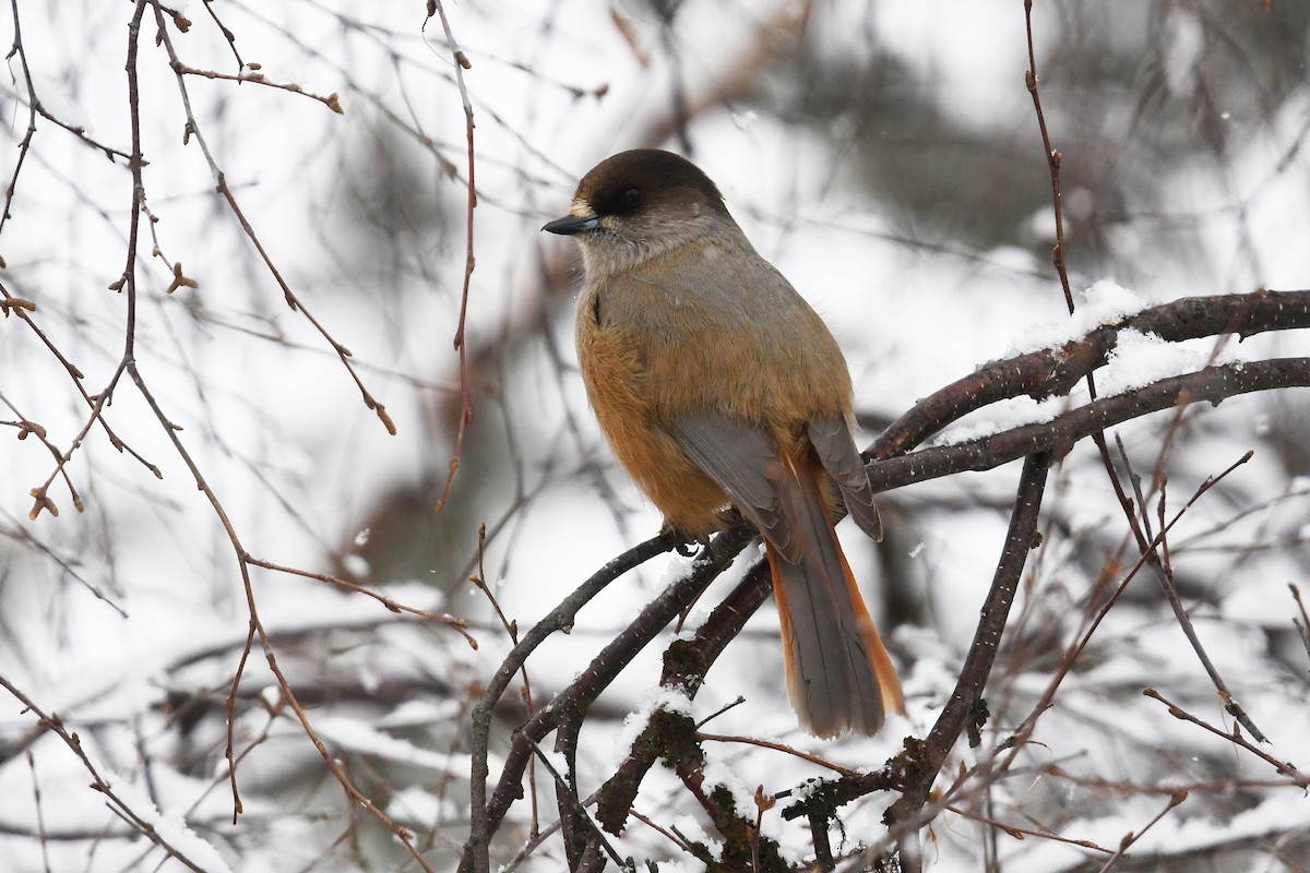 Siberian Jay - ML643440580