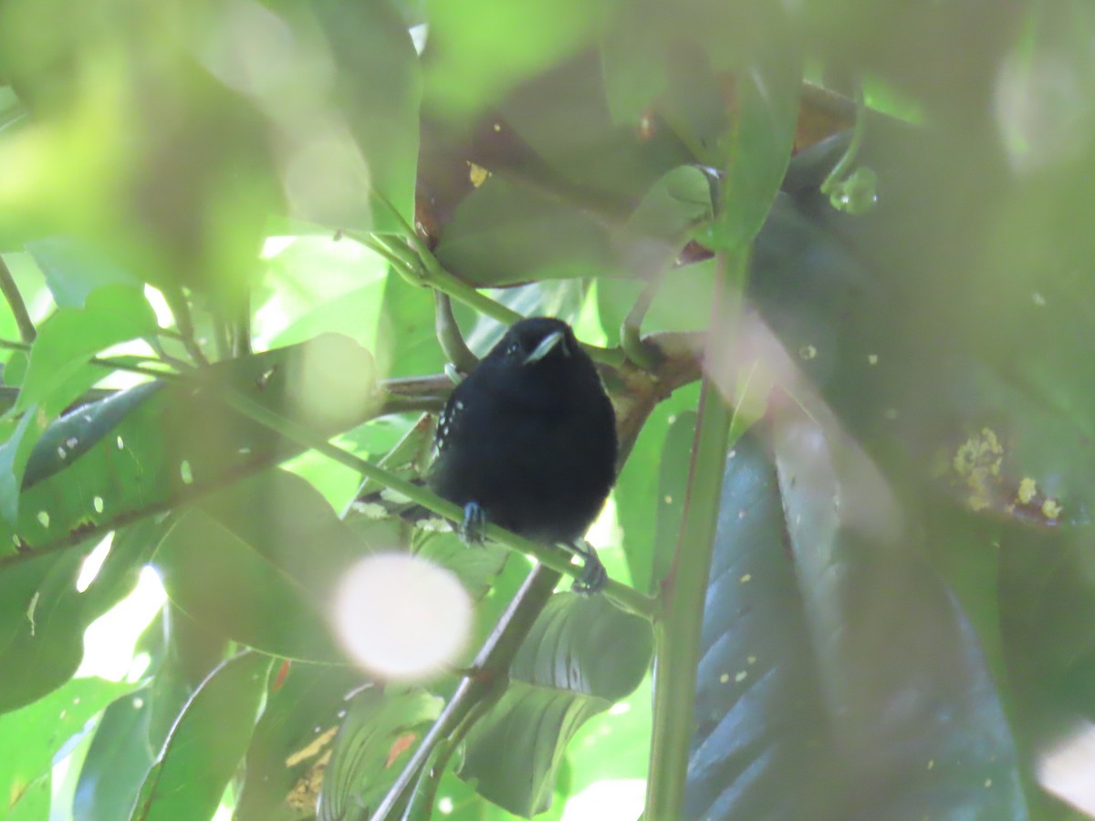 Dot-winged Antwren - ML643440581