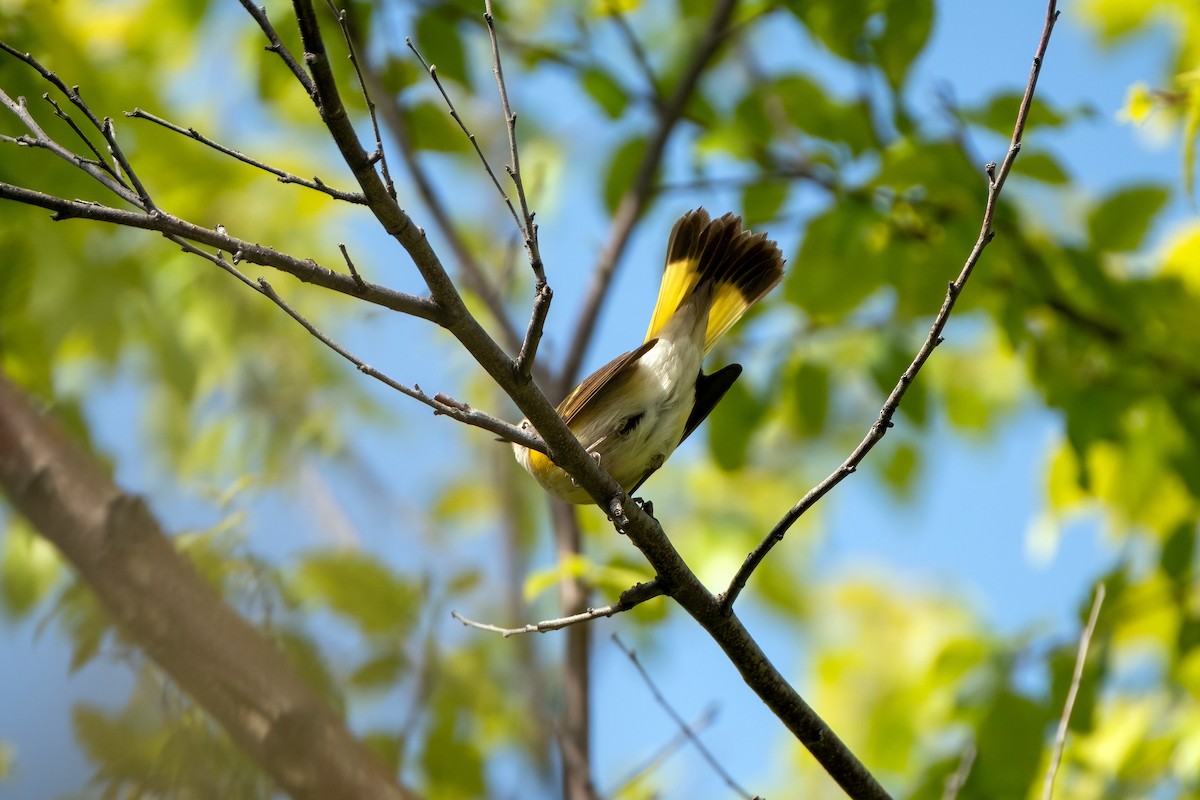 American Redstart - ML643440582