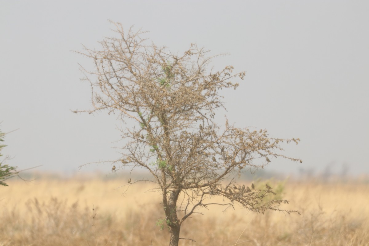 Southern Red Bishop - ML643440594