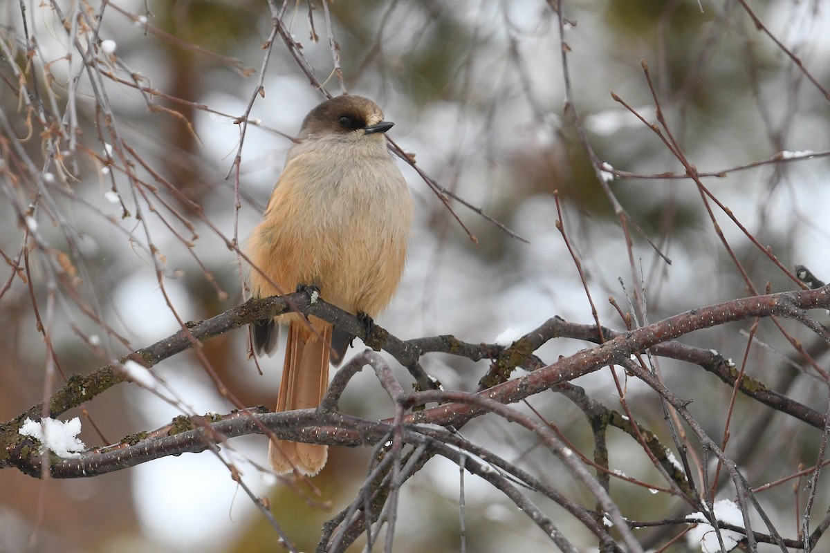 Siberian Jay - ML643440596