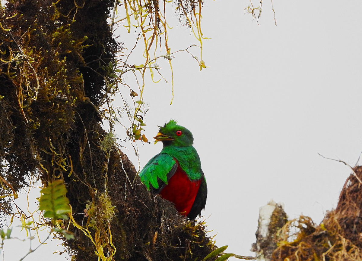 Crested Quetzal - ML643440597