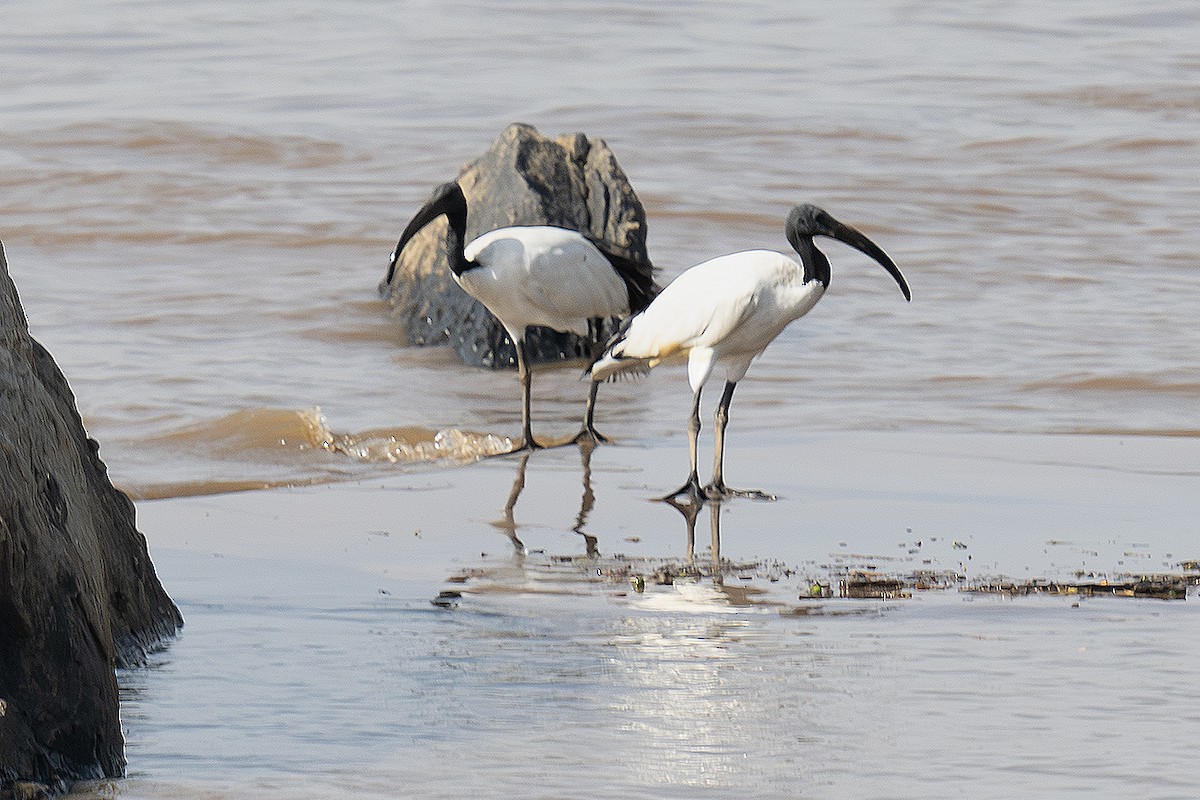 ibis posvátný - ML643440606