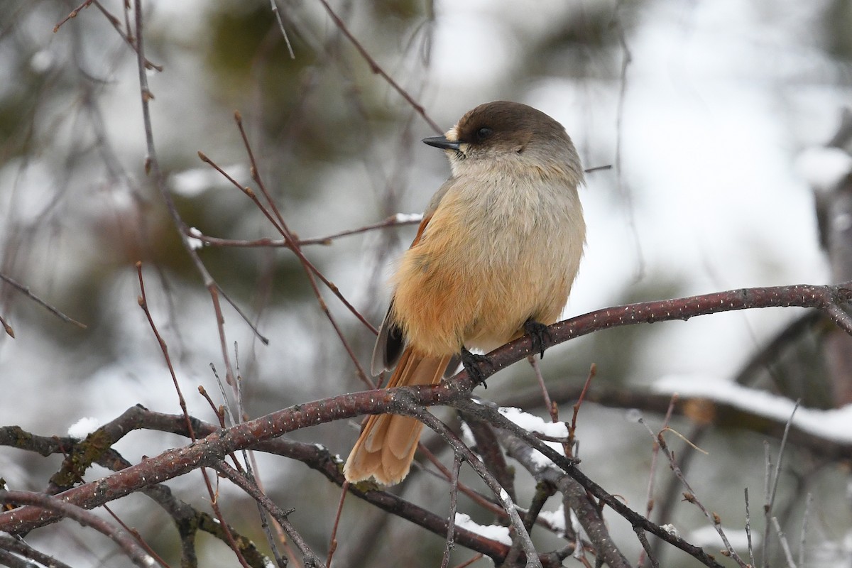 Siberian Jay - ML643440607
