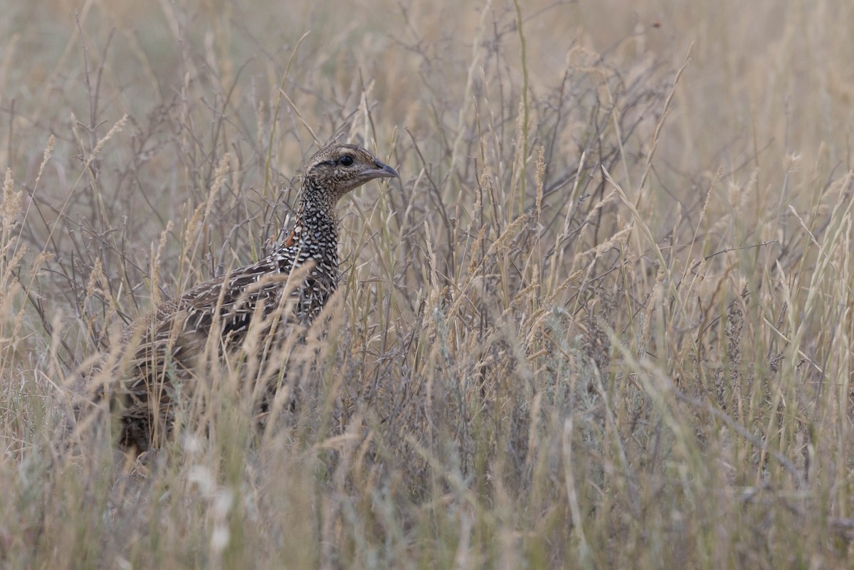 Black Francolin - ML643440613