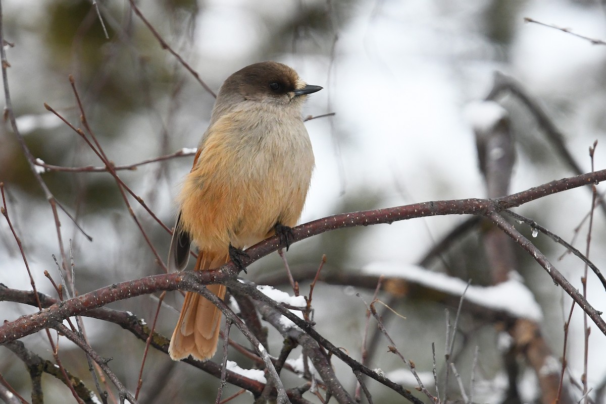 Siberian Jay - ML643440618