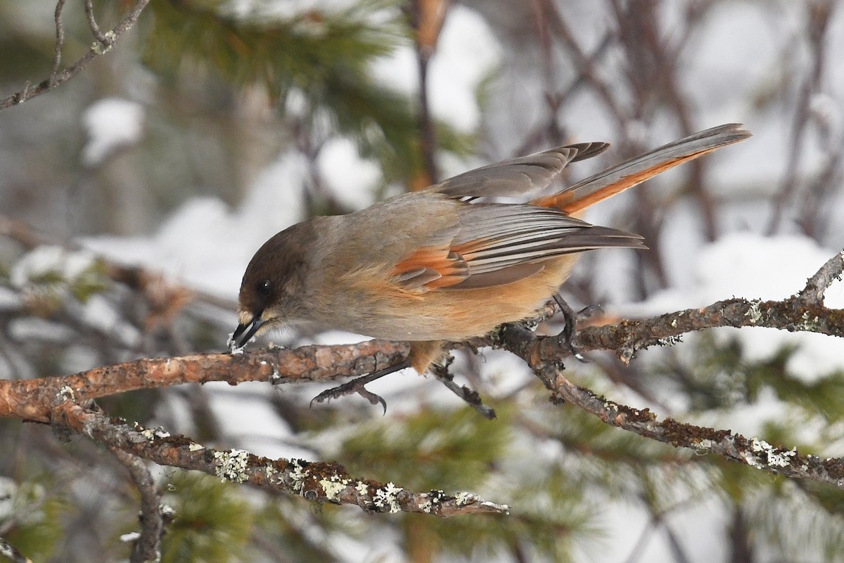 Siberian Jay - ML643440645