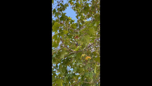 Golden-winged Warbler - ML643440651