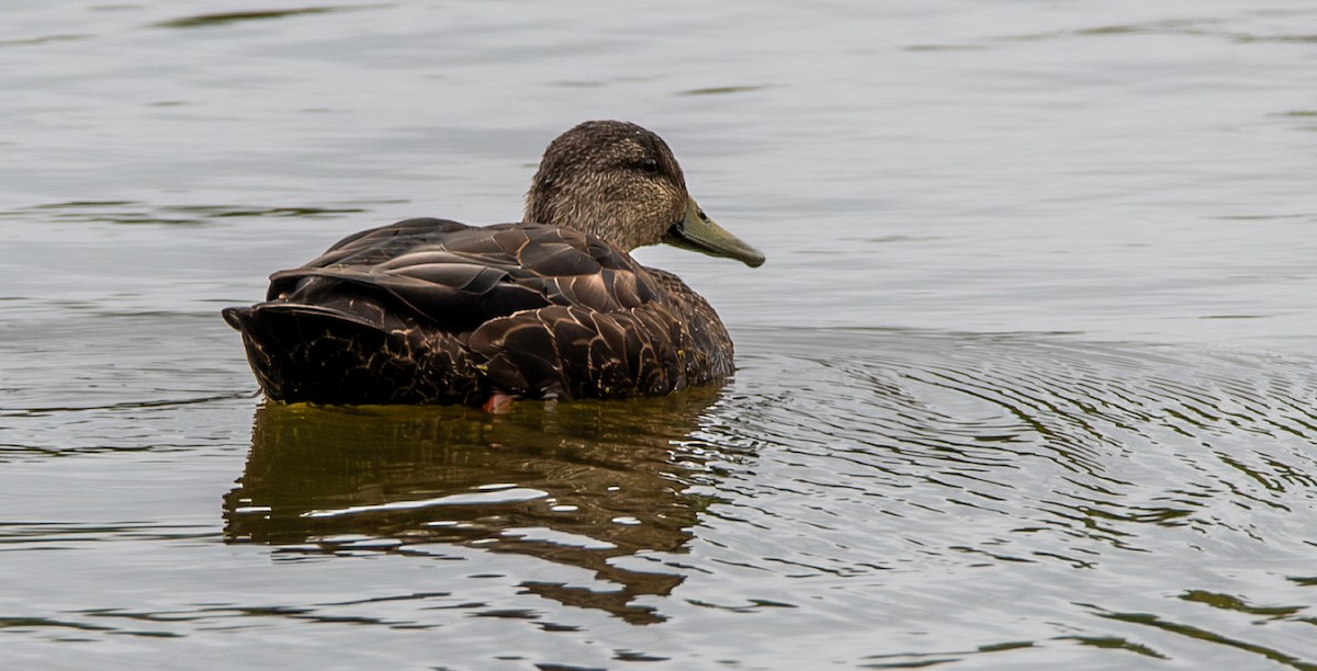American Black Duck - ML643440656
