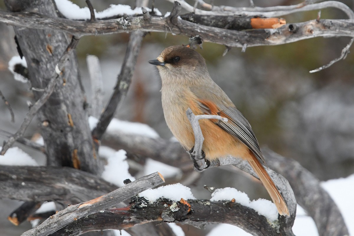 Siberian Jay - ML643440670