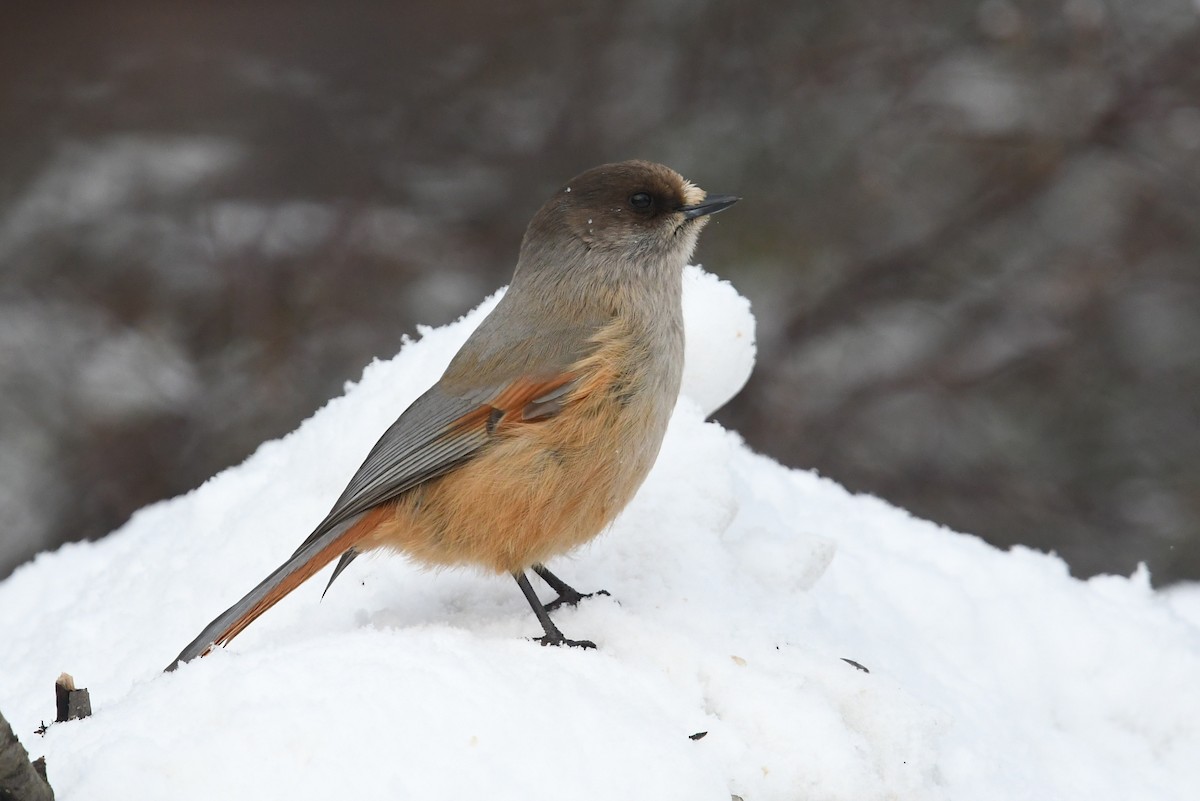 Siberian Jay - ML643440687