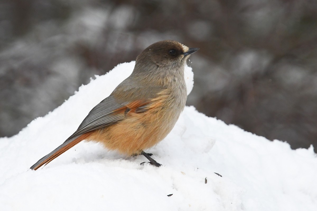 Siberian Jay - ML643440691