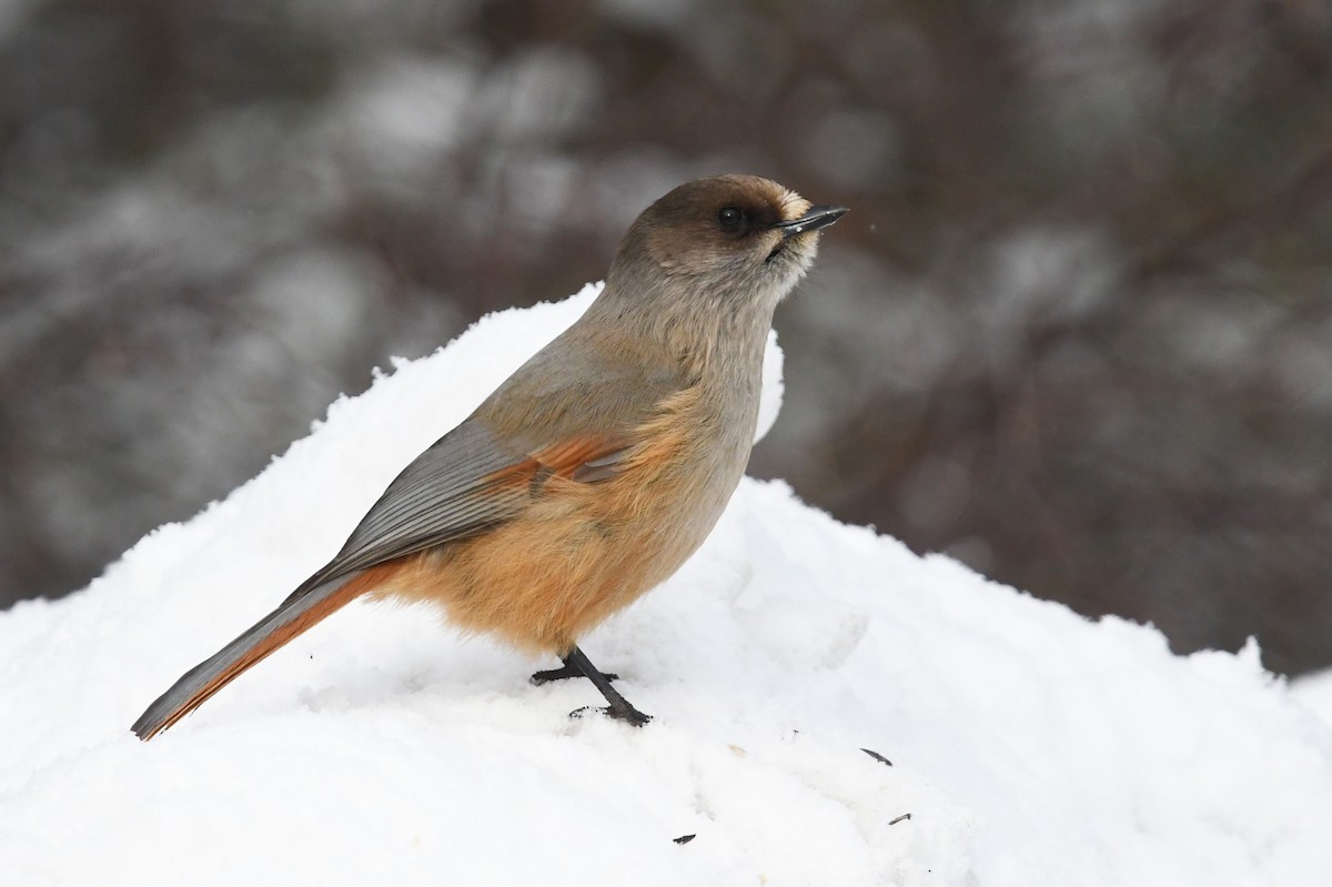 Siberian Jay - ML643440703
