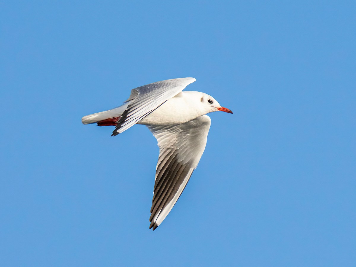 ユリカモメ - ML643440713