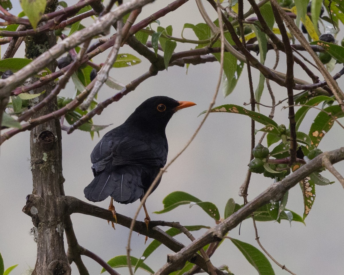 Glossy-black Thrush - ML643440735