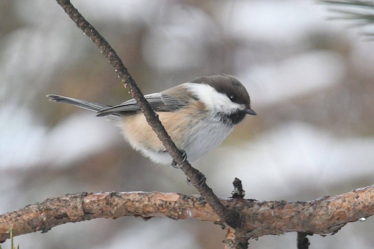 シベリアコガラ - ML643440753