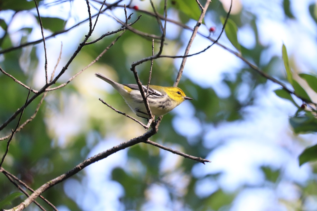 Black-throated Green Warbler - ML643440758