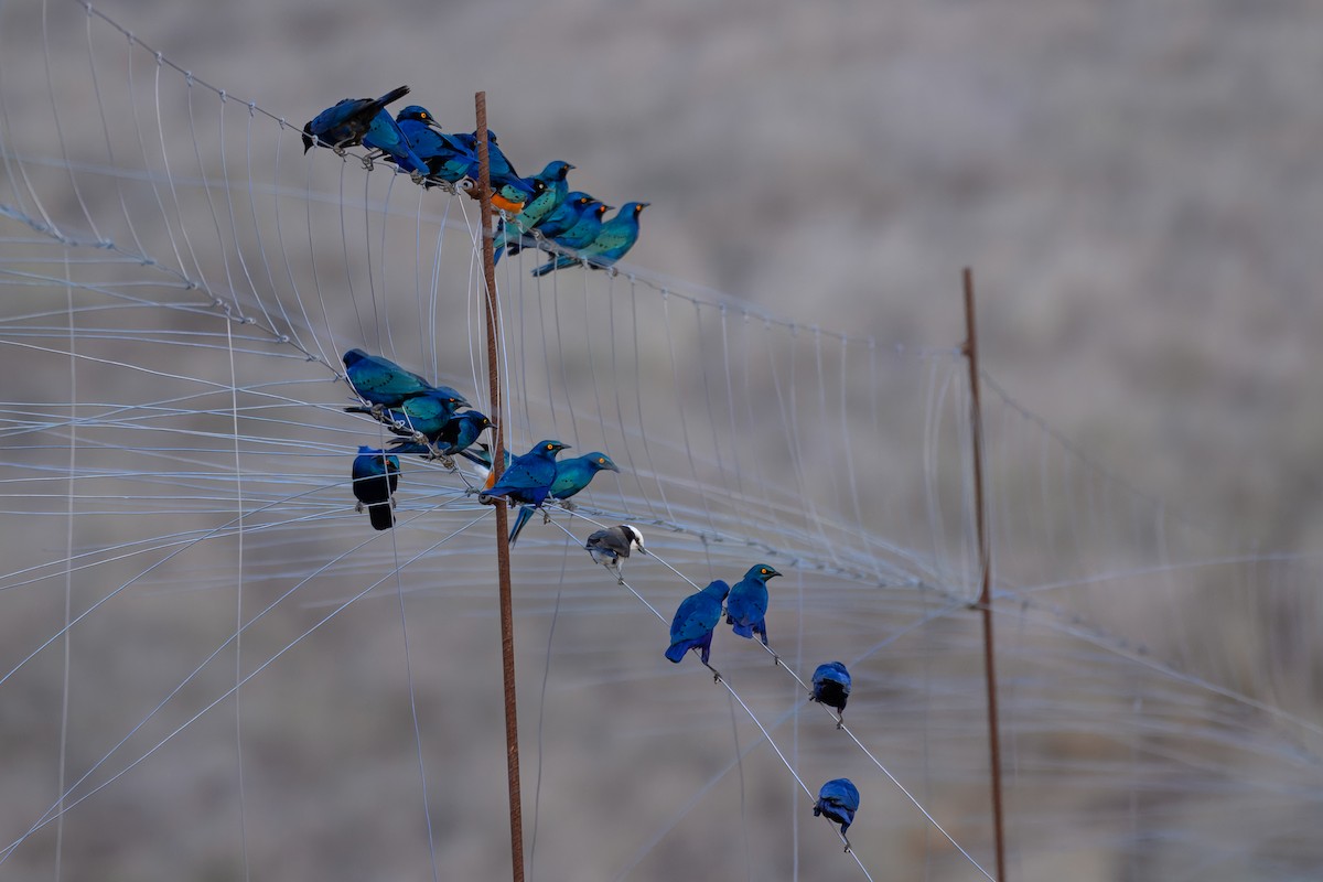 Greater Blue-eared Starling - ML643440765