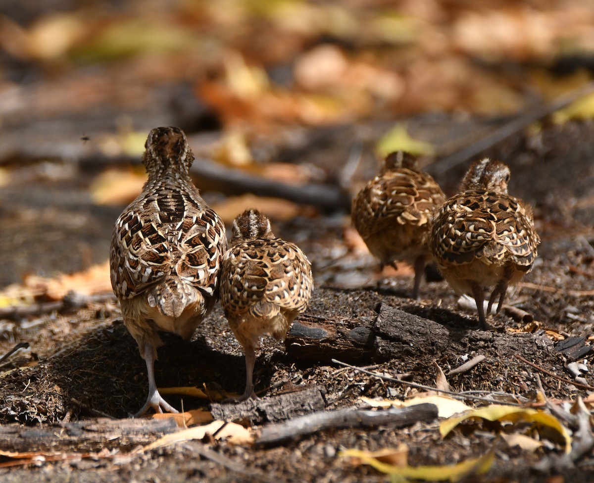 Madagascar Buttonquail - ML643440773
