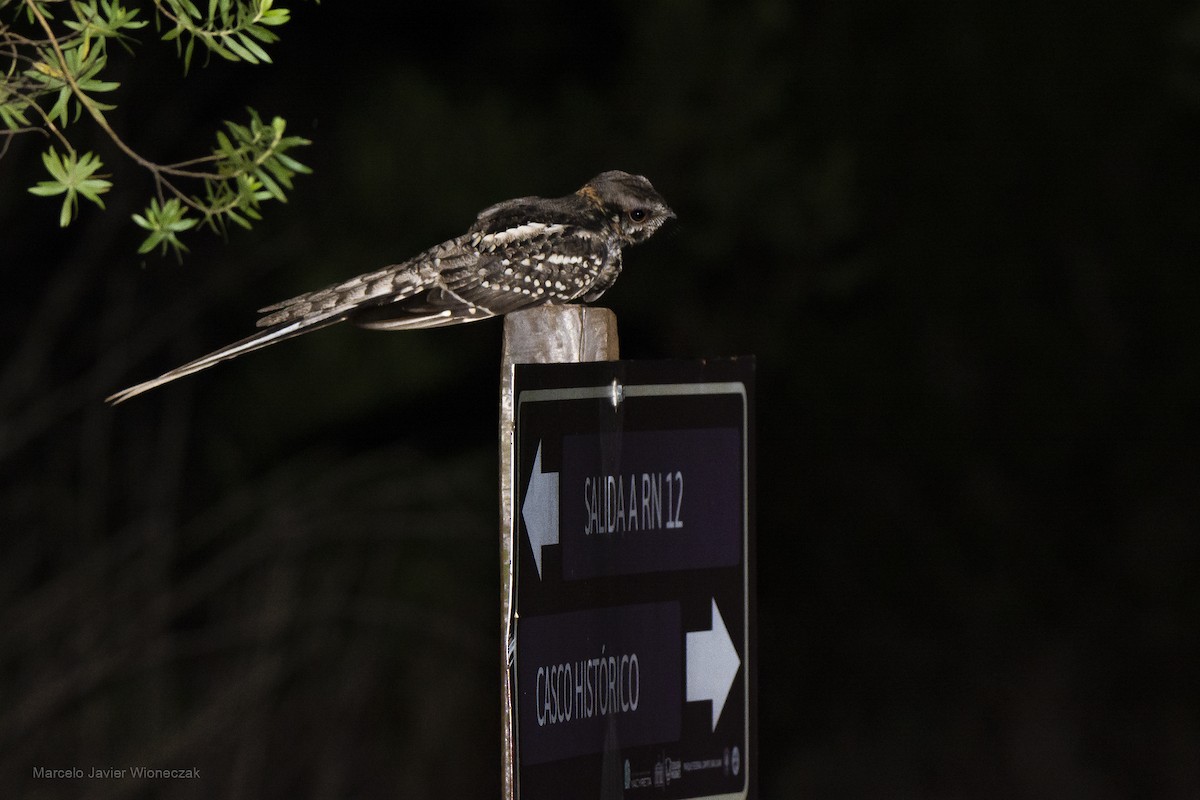 Scissor-tailed Nightjar - ML643440781