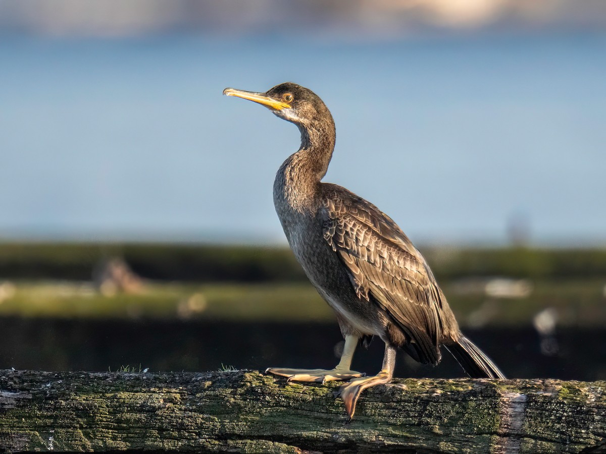 European Shag - ML643440785