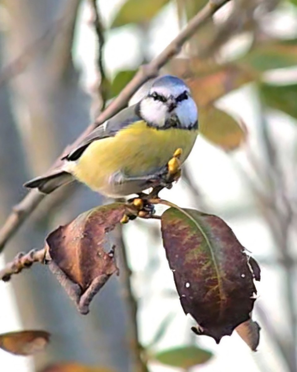 Eurasian Blue Tit - ML643440788