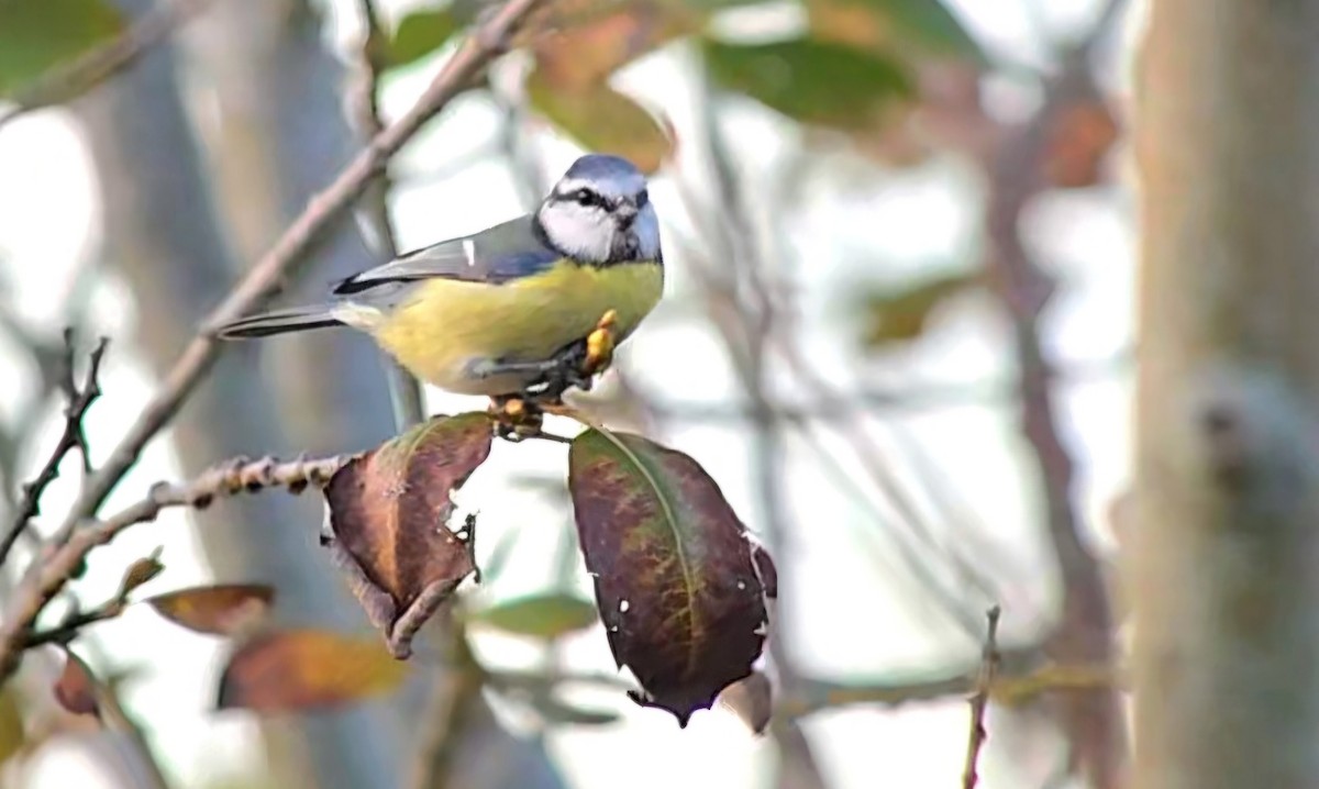 Eurasian Blue Tit - ML643440789