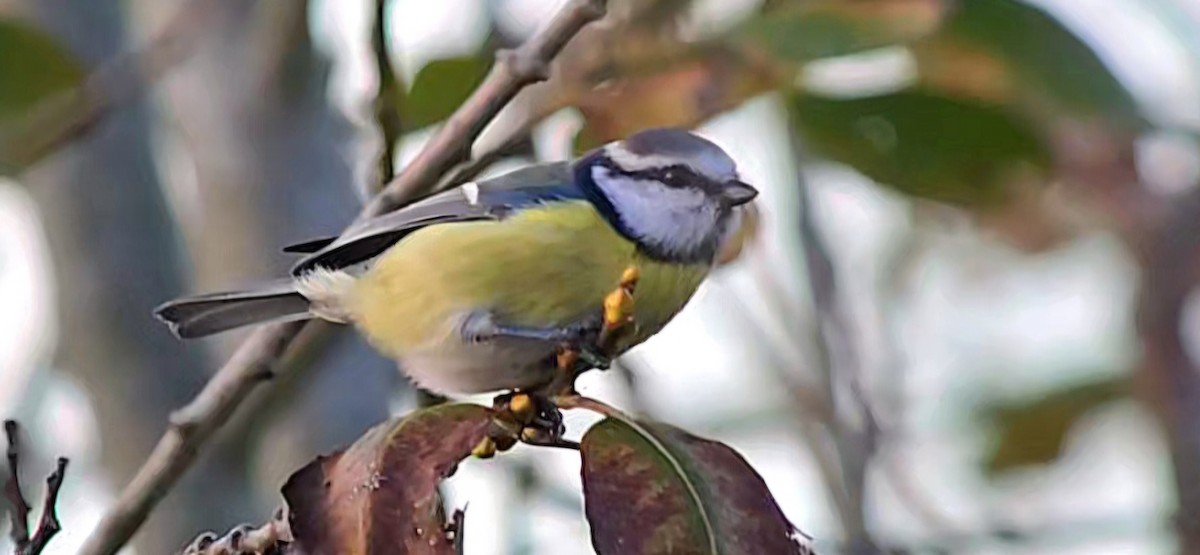 Eurasian Blue Tit - ML643440790