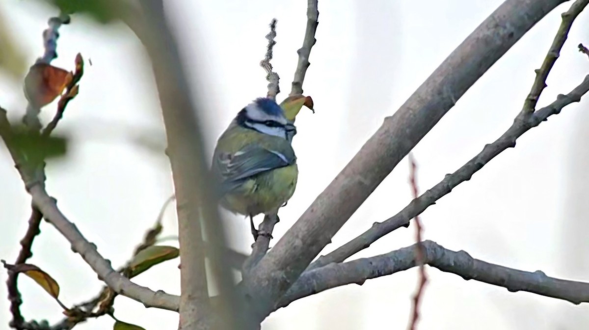 Eurasian Blue Tit - ML643440791