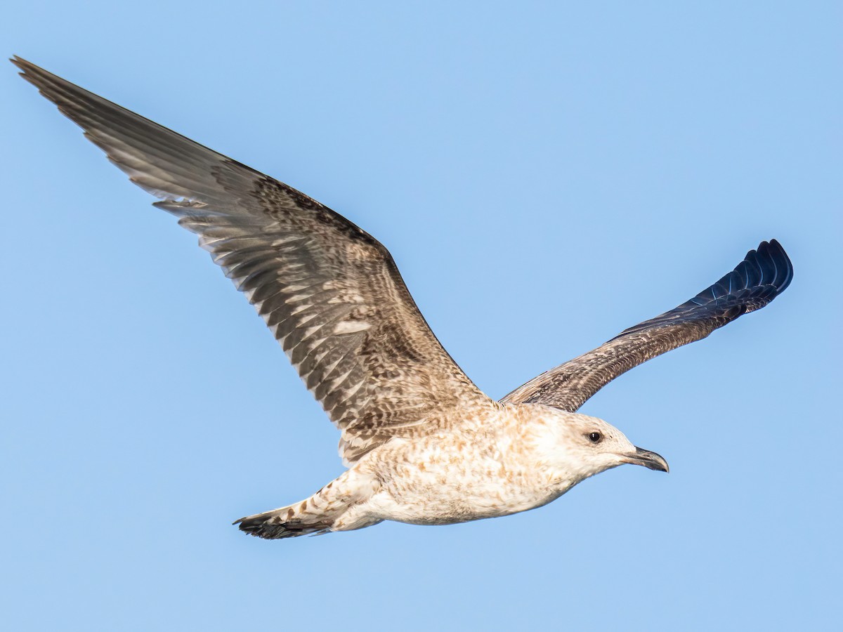 Yellow-legged Gull - ML643440800