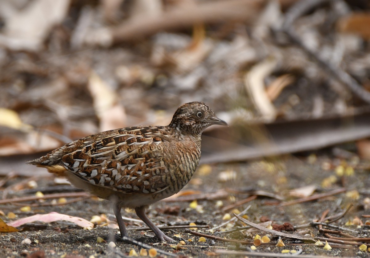 Madagascar Buttonquail - ML643440801