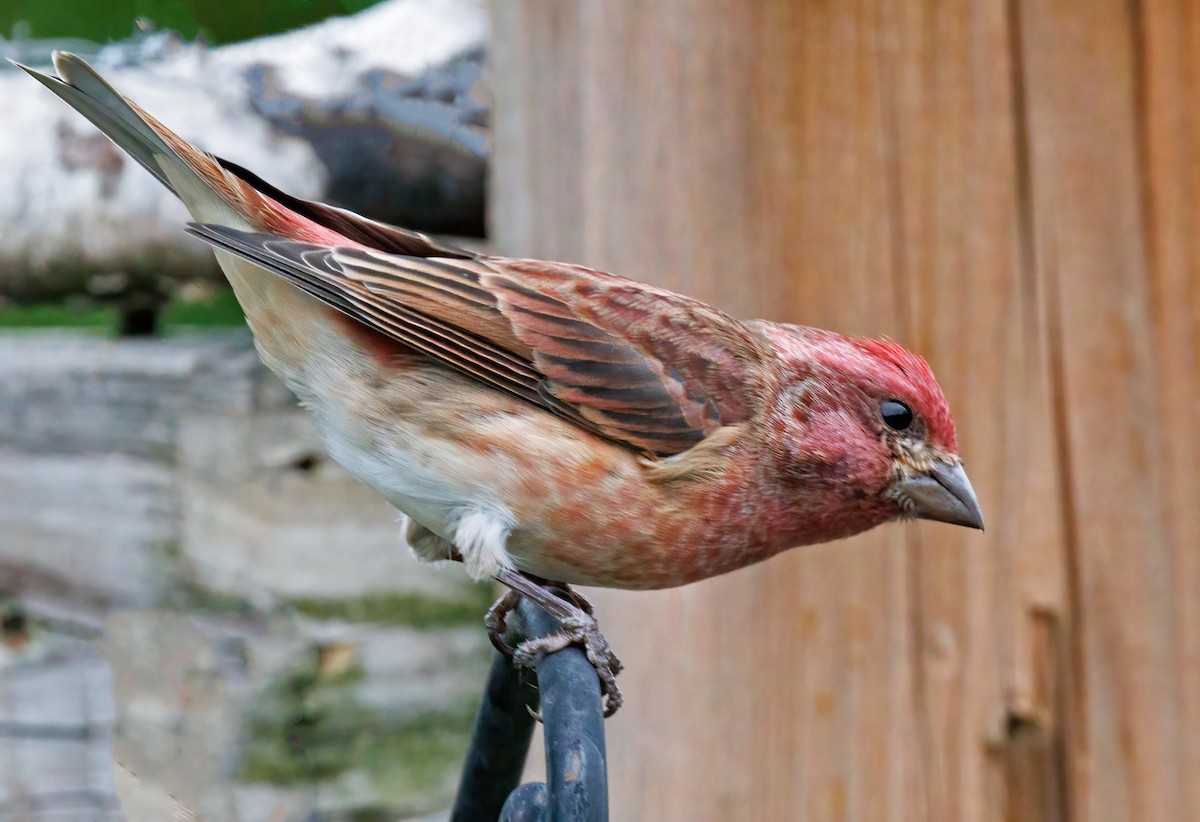 Purple Finch - ML643440810