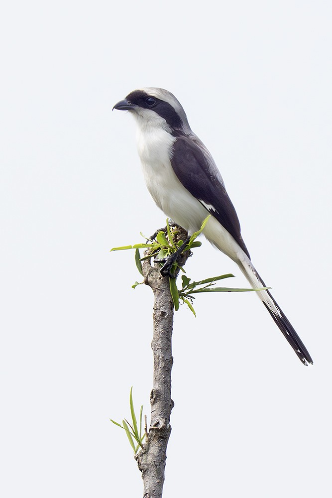 Gri Sırtlı Fiskal - ML643440816