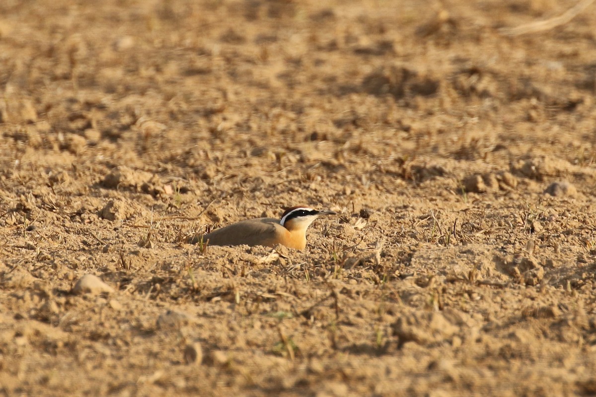 Indian Courser - ML643440817