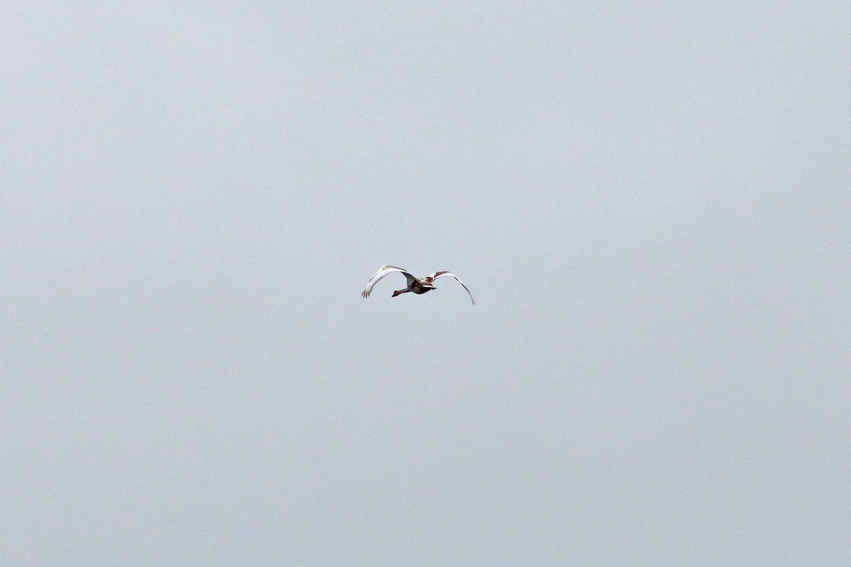 Mute Swan - ML643440819
