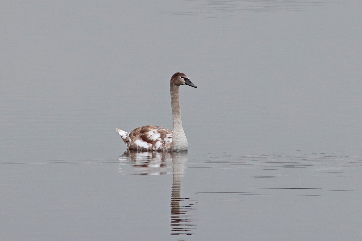 Mute Swan - ML643440821